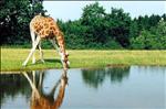 Rothschild's giraffe